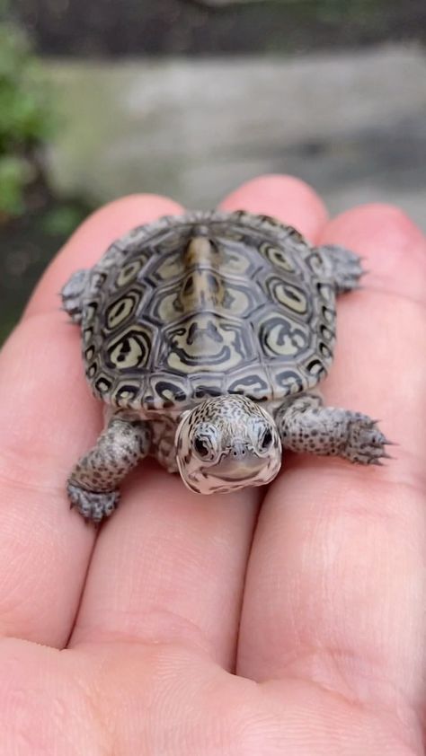 aquamike23 on Instagram: Turtle Tuesday’s simply aren’t enough! Here are some beautiful hatchlings, one for each day of the week 🙃 Which is your favorite? 👋🏼🐢 #cute… Pet Turtle Aesthetic, Turtle Pet, Tiny Baby Animals, Musk Turtle, Worlds Cutest Animals, Sea Turtle Pictures, Cute Tortoise, Ocean Turtle, Mini Turtles