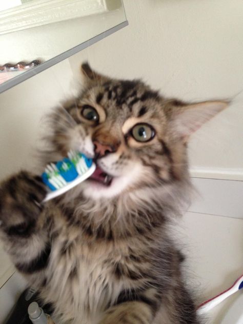 Cat Brushing Teeth, Funny Kitties, Bobtail Cat, Brush Teeth, National Cat Day, Funny Bones, Brush Your Teeth, Sweet Kitty, Cat Talk