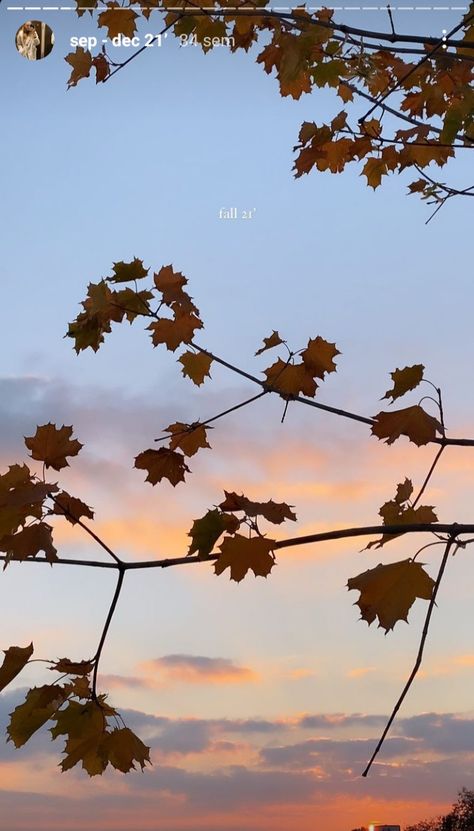 Autumn leafs pretty sky aesthetic moodboard lifestyle Autumn Sky Aesthetic, Fall Sky Aesthetic, Autumn Leaf Aesthetic, Pretty Sky Aesthetic, Autumn Sky, Autumn Instagram, Autumn Background, Instagram Inspiration Posts, Aesthetic Moodboard