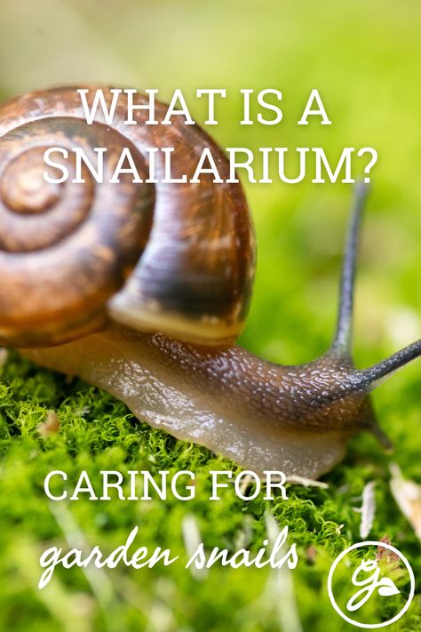 Snail Garden Ideas, Small Snail Terrarium Ideas, Snail Safe Plants, Pet Slug Habitat, Snail Habitat Tanks, Terrarium With Snails, Garden Snail Terrarium Ideas, Snail Terrarium Ideas Diy, How To Care For Snails