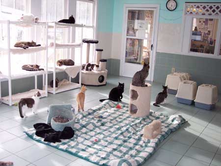 Fat Cat Pictures, Day Care Centre, Diy Cat Enclosure, Cat Playground Outdoor, Cat Bedroom, Cat Hotel, Foster Cat, Cat Sanctuary, Cat Seat