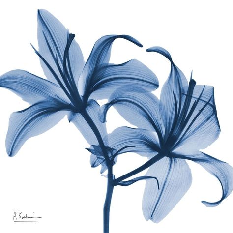 Indigo Infused Lily by Albert Koetsier-VARPDXAK8SQ456A Image 1 Dark Blue Prints, Single Blue Flower, Indigo Aesthetic, Mr Perfectly Fine, Lily Blue, Albert Koetsier, Indigo Color, White And Blue Flowers, Blue Lily