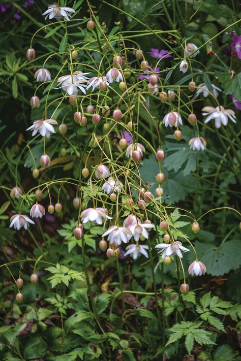 Zone 10 Shade Plants, California Native Shade Plants, California Shade Garden, Shade Foundation Garden Plans, Evergreen Shade Plants, Colorful Shade Garden, Shade Loving Plants Uk, Deep Shade Plants, Shade Plants Perennial