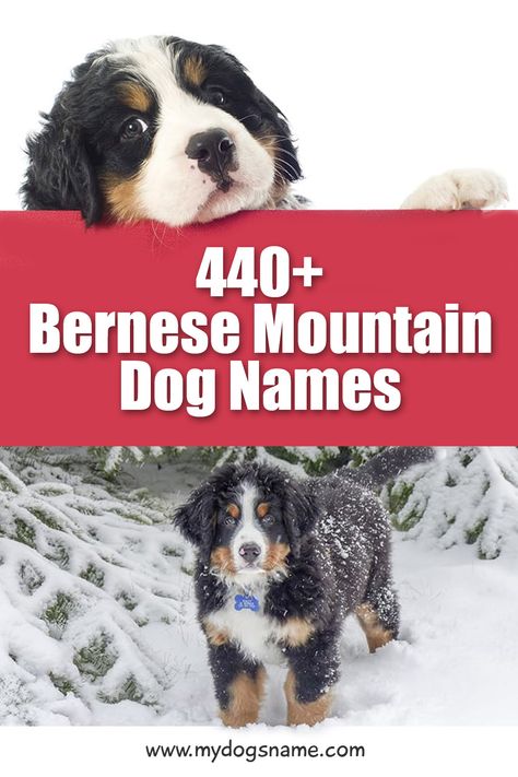 Female Bernese Mountain Dog, Bernese Mountain Dog Puppies, Great Bernese Mountain Dog, Bernedoodle Names, Bernice Mountain Dog, Burmese Mountain Dog Puppy, Bernese Mountain Dog Funny, Boy Puppy Names, Bernese Mountain Dog Names