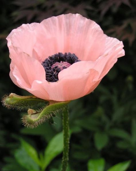 Nature, Morelia, Poppy Photo, Flowers In The Attic, Nothing But Flowers, Plant Aesthetic, Happy Flowers, Floral Image, Pretty Plants