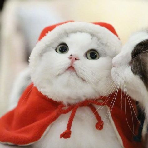 Couple Dp Christmas Cat, Spiderman Christmas Matching Pfp, Xmas Pfps Matching, Christmas Pfp Aesthetic Matching, Hello Kitty Christmas Matching Pfp, Christmas Matching Pfps Cats, Couple Pfp Christmas, Christmas Cats Matching Pfp, Christmas Matching Icons Couple