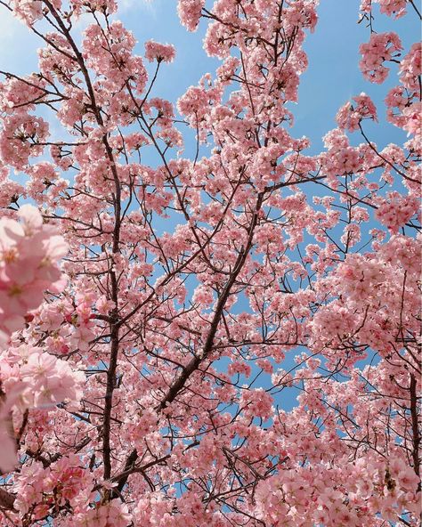 Cherry Blossom Pictures, Pink Blossom Tree, Japan Cherry Blossom, Cherry Blooms, Cherry Blossom Wallpaper, Japan Holidays, Cherry Blossom Japan, Iconic Wallpaper, Cherry Blossom Festival