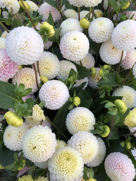 Cut Flower Farm, Dahlia Tubers, Dahlias Garden, Flower Farmer, Spring Wedding Flowers, Cut Flower Garden, Summer Plants, Dahlia Flower, White Gardens