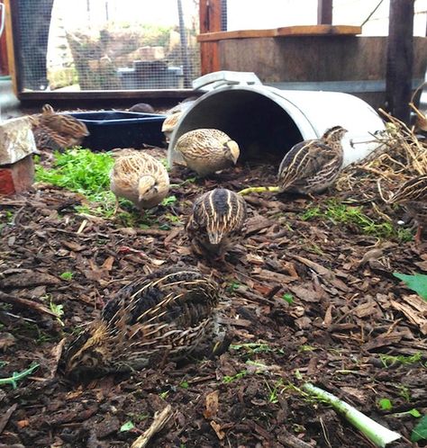 If you're wanting home-grown eggs but don't have quite enough room for chickens, keeping backyard quails are a super option - they're easy care, lay protein rich eggs, don't need much space and are great fun to have around. Quail Pen, Quail House, Button Quail, Quail Coop, Raising Quail, Chicken Tractors, Chicken Feeders, Quails, Backyard Flocks