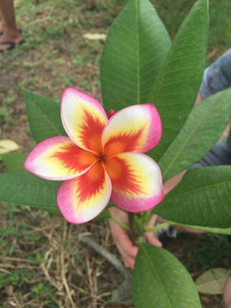 Amazing plumeria — with Ayllyng K Holdheing Amaya and Thien Nga Pham.https://www.facebook.com/natureandallitsglory/photos/a.618097375017543/1132406866919922/?type=3&theater Fiori Frangipani, Săpunuri Handmade, Strange Flowers, Plumeria Flowers, Unusual Flowers, Most Beautiful Flowers, Rare Flowers, Hawaiian Flowers, Unique Flowers