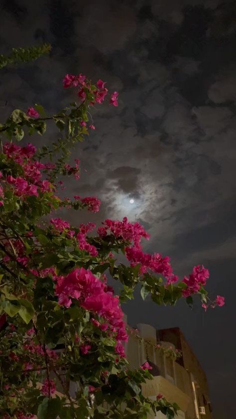 Photos Flowers, Moonlight Photography, Sky Photography Nature, Flowers Photography Wallpaper, Nothing But Flowers, Night Scenery, Wallpaper Nature Flowers, Pretty Landscapes, Human Art