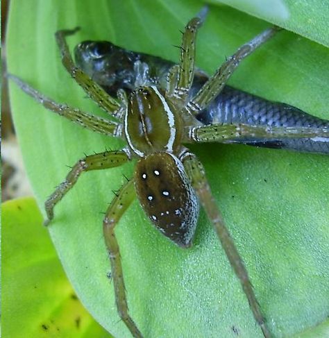 Six-Spotted Fishing Spider Big Bugs, Fish Eating, Arachnids Spiders, Spider Pictures, Spiders And Snakes, Real Spiders, Fishing Spider, Spider Bites, Itsy Bitsy Spider