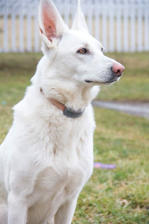 I'm the market for a White GSD. Gonna have my own Ghost. ❤️ Albino German Shepherd, White Gsd, German Shepherd Photography, Berger Malinois, Swiss Shepherd, White Shepherd, White German Shepherd, 강아지 그림, Puppies And Kitties