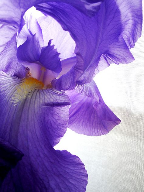 Iris - Liz Fabry Anima Iris, Iris Aesthetic, Iris Wallpaper, Iris Photography, Flower Close Up, Macro Flower, Iris Flower, Rainbow Wallpaper, Purple Art