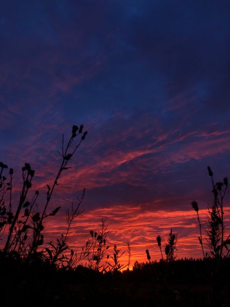 #flowers #sunset #dark #pink #sky Dark Sunset, Flowers Sunset, Dark Nights, Dark Flowers, Sky Painting, Gcse Art, Sunset Painting, Dark Skies, Pink Art