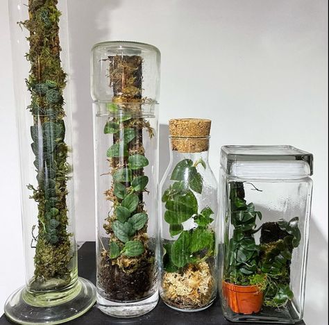 Shingling Plants, Shelf Plants, Plant Space, Plants Display, Terrarium Tank, Plant In Glass, Plant Tips, Plant Goals, Inside Garden