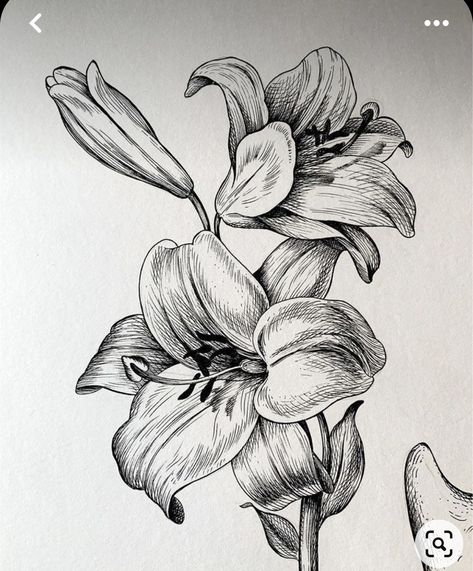 Flower Etching Drawing, Etching Flowers, Pen Drawing Flower, Pen Flower Drawing, Flower Etching, Hatch Drawing, Pen Art Work, Pen Art Drawings, Flower Art Drawing