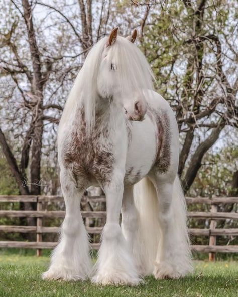 Animal Mashups, Horse Coat Colors, Horse Riding Quotes, Cute Horse Pictures, Beautiful Horse Pictures, Clydesdale Horses, Big Horses, Horse Aesthetic, Most Beautiful Horses