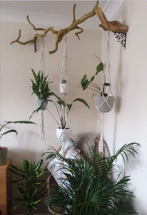 Takken Decor, Plants Hanging, Trendy Plants, نباتات منزلية, Plants For Hanging Baskets, Plant Room, Plant Decor Indoor, House Plants Decor, Room With Plants