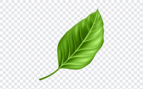 Leaf Clipart PNG Leaf Clip Art, Leaf Png, Leaf Vector, Leaves Png, Leaf Clipart, Leaf Images, Leaves Vector, Mockup Downloads, Png Text