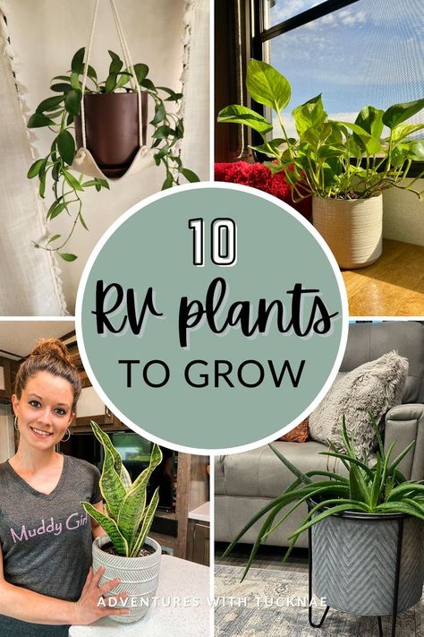 Here are 10 of the best RV plants to grow! From compact succulents to vibrant aloe, explore our RV plant ideas tailored for travel trailers. Elevate your RV interior with clever RV plant decor options like plant walls, shelves, and holders. Discover innovative RV plant storage solutions and bring life to every corner of your RV with our curated list of RV plant shelves, hangers, and more. Enhance your RV living experience with these practical and stylish additions to your mobile home! Rv Plants, 5th Wheel Camper Remodel, Travel Trailer Remodel Ideas, Rv Bathroom Remodel, Rv Decorating Ideas Rv Interior, Trailer Remodel Ideas, Rv Renovation Ideas, Rv Decorating Ideas, Plant Storage