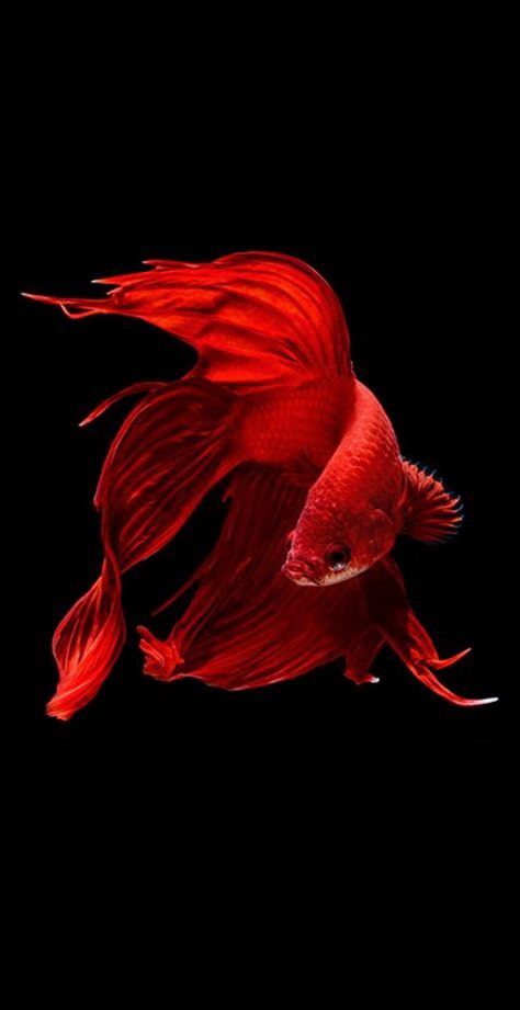 Red fish Ikan Air Tawar, Embroidery Crafts, Beta Fish, Carpe Koi, Fish Wallpaper, Exotic Fish, Beautiful Fish, Red Fish, Ocean Creatures