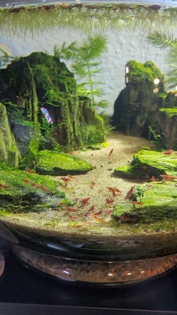 🌿Coco🌿 on Instagram: "The shrimp got some fluval bug bites too munch on. I like to feed front and center so I can watch 👀 *I have a pinned video on my page with details and answers to FAQs on this tank ♡ ♡ #aquascape #aquascaping #plantedtank #aquarium #fishtank #fish #natureaquarium #nature #shrimp #shrimptank #neocaridina #redcherryshrimp #cherryshrimp" Fresh Water Shrimp Tank, Mini Shrimp Tank, Freshwater Shrimp Tank, Neocaridina Shrimp Tank, Shrimp Tank Aquascape, Neocaridina Shrimp, Shrimp Tanks, Aqua Scape, Rock Shrimp