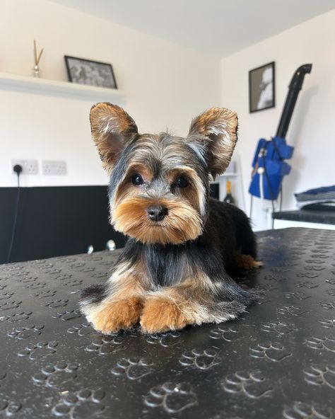 🐾 Meet Little Bruno! 🐾 Today was a special day for our adorable Yorkie friend, Bruno. He had his very first haircut right here at Pawfect Cuts! ✂️🐶 We had a blast pampering Bruno and we think he’s looking and feeling fabulous! 💇‍♂️✨ #Yorkie #FirstHaircut #PawfectCuts #DogGrooming #Adorable #dogsofinstagram #yorkshireterrier #yorkshires #yorkshire_lovers First Haircut, Having A Blast, Yorkshire Terrier, Dog Grooming, Yorkie, Yorkshire, Special Day, Hair Cuts, Quick Saves