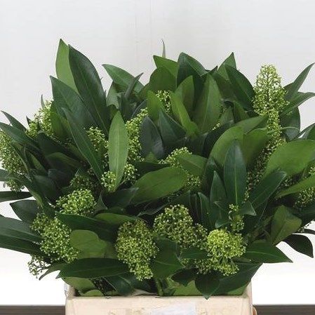 SKIMMIA KEW GREEN Fern Wedding, Dutch Flowers, October Flowers, September Flowers, Asparagus Fern, Florist Supplies, Wedding Arrangements, Fall Flowers, Cut Flowers