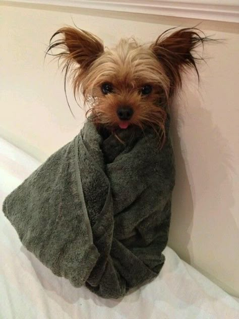 Gotta love those Yorkies!too cute.. Yorkie Haircuts, Yorkie Lovers, Silky Terrier, Yorkshire Terriers, Yorkie Dogs, Yorkshire Terrier Puppies, Indoor Dog, Terrier Puppies, Teacup Puppies