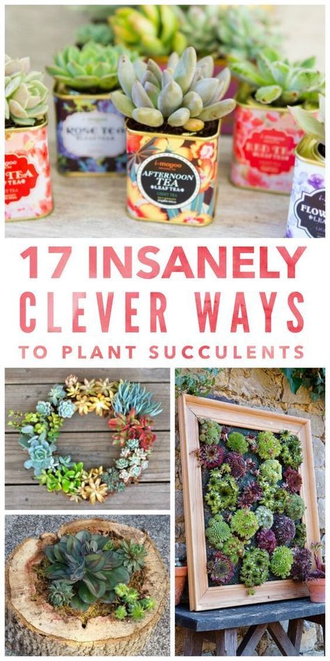 Big Succulent Arrangement, Diy Succulents Planters, Cute Ways To Plant Succulents, Succulent Crafts To Sell, Succulent Arrangements Indoor Wall, How To Plant Succulents In Containers, Diy Succulent Planters Ideas, Potted Cactus Garden, Large Succulent Arrangements