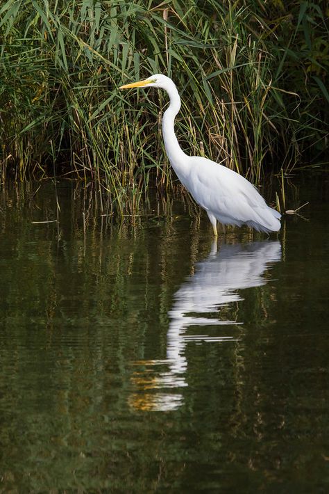 Great Egret, White Egret, Coastal Birds, Nature Art Painting, Diy Canvas Art Painting, Sea Birds, Nature Journal, Bird Photo, Diy Canvas