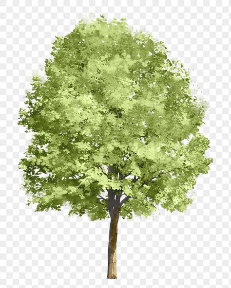 Architecture Visualization Photoshop, Tree Render, Tree Psd, Flat Tree, Short Trees, Tree Photoshop, Tree Collage, Photoshop Png, Photoshop Watercolor