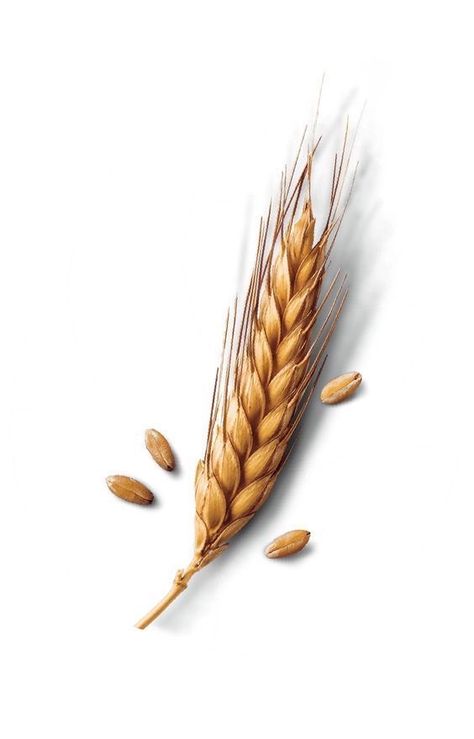 Grains Drawing, Wheat Illustration, Pasta Food Recipes, Wheat Tattoo, Recipes Chili, Wheat Flower, Best Food Recipes, Cake Pizza, Pizza Sandwich