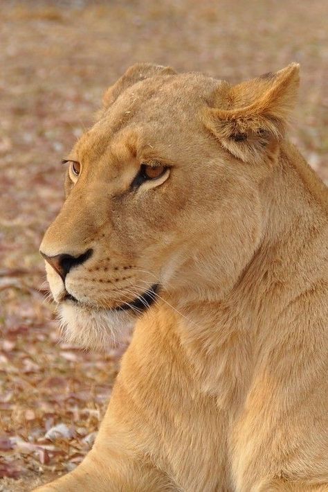 Gir National Park, Sasan Gir, Beach Animals, Gir Forest, Traveling Nature, Lioness And Cubs, Cat Diary, Lion Safari, Female Lion