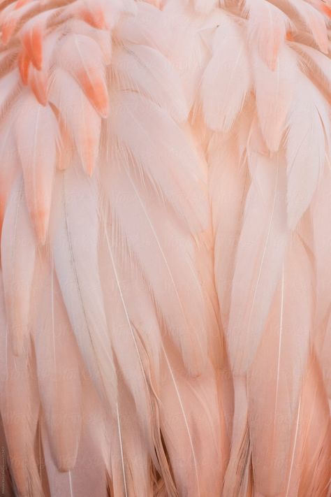 Peach Aesthetic, Pink Feathers, Just Peachy, Beige Aesthetic, Pink Flamingo, Color Textures, Pink Aesthetic, Wall Collage, Textures Patterns