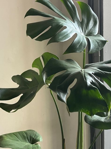 Swiss Cheese Plant | Positive vibes | House Plants Swiss Chess Plant, Swiss Cheese Plant Aesthetic, Monstera Aesthetic, Marketing Aesthetic, Green Marketing, Swiss Cheese Plant, Vision Board Pictures, Leafy Plants, Cheese Plant