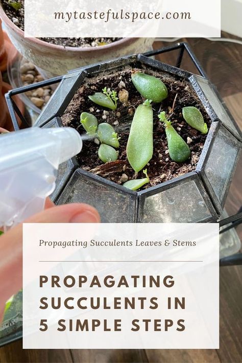 Propagating Succulents Leaves and Stems in 5 Simple Steps - My Tasteful Space Propogate Succulents, Repotting Succulents, Succulent Garden Outdoor, Succulent Photography, Succulent Garden Indoor, Succulent Garden Design, Succulent Landscaping, Succulent Garden Diy, Succulent Centerpieces