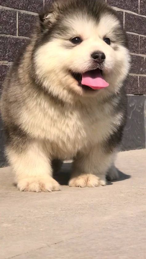 Alaskan Malamute Puppy Fluffy, Alaskan Malamute Puppy, Giant Alaskan Malamute, Malamute Puppy, Alaskan Malamute Puppies, Malamute Dog, Malamute Puppies, Fluffy Puppies, Cute Animals Puppies