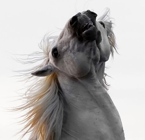 »✿❤❤✿« Horse Head Photography, Photos With Horses, Head Photography, Camargue Horse, Horse Rearing, Abstract Horse Painting, Horse Anatomy, Abstract Horse, Horse Artwork