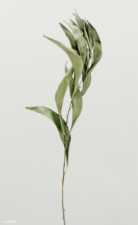 Eucalyptus branch on white background | free image by rawpixel.com / Ake Leaves On Branch, Copper Background, Background Psd, Green Leaf Background, Artificial Plants Decor, Eucalyptus Branches, Eucalyptus Leaf, Plant Aesthetic, Leaf Background