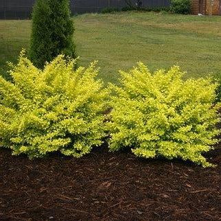 Sunjoy Citrus Barberry | Vibrant Yellow Shrub - PlantingTree Barberry Bush, Berberis Thunbergii, Villa Architecture, Backyard Ideas For Small Yards, Back Garden Design, Landscaping Supplies, Landscape Plans, Landscaping Tips, Flowers Wallpaper