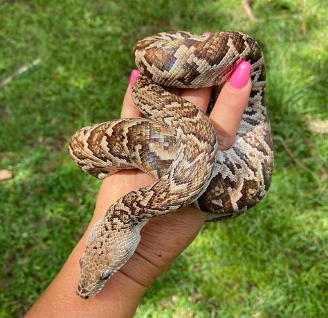 Cuban Boa by Crutchfield Farms Snake Farm, Pretty Snakes, Reptiles And Amphibians, Amphibians, Reptiles, Mother Nature, Animals