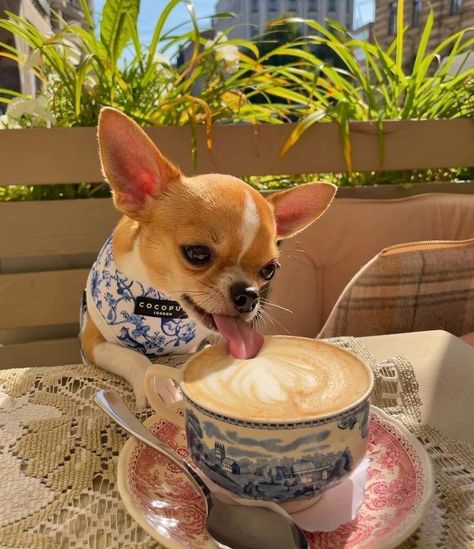 Dog Cafe Aesthetic, Dog Cafe, Cafe Aesthetic, Personalized Pet, Chihuahua, Dog Food Recipes, French Bulldog, Pet Friendly, Funny Animals