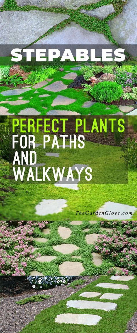 Stepables: Perfect Plants for Paths and Walkways Walkways Paths, Ground Covers, Garden Steps, Ground Cover Plants, Have Inspiration, Creative Gardening, Diy Garden Projects, Perfect Plants, Garden Tips