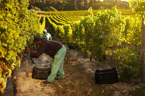 Worker harvesting grapes for wine by jacoblund. Image of worker picking grapes from vines and collecting in container, people harvesting grapes for wine in vineyard.#wine, #jacoblund, #Image, #Worker Picking Grapes, Wine Bottle Photography, Grape Harvest, Grape Harvesting, Farm Field, Background Diy, Agriculture Farming, Rural Scenes, Graphic Design Trends