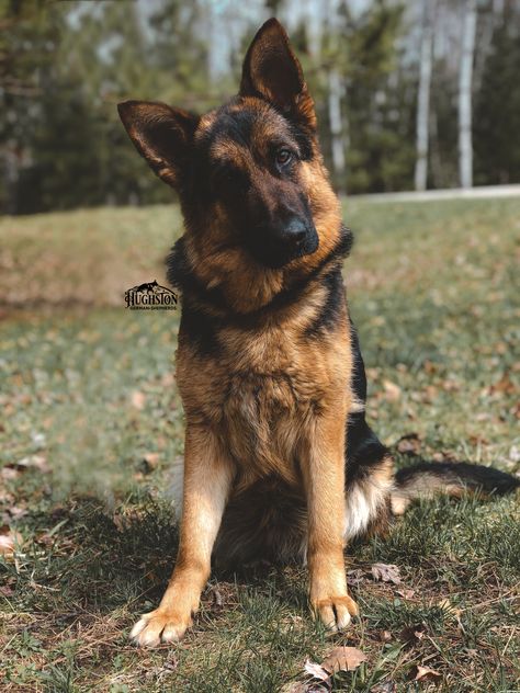 Imported black and red german shepherd German Shepherd Aesthetic, Red German Shepherd, German Sheperd Dogs, English Dogs, Tattoos For Dog Lovers, Shepherd Dog Breeds, German Shepherd Puppy, Working Dog, German Shepards