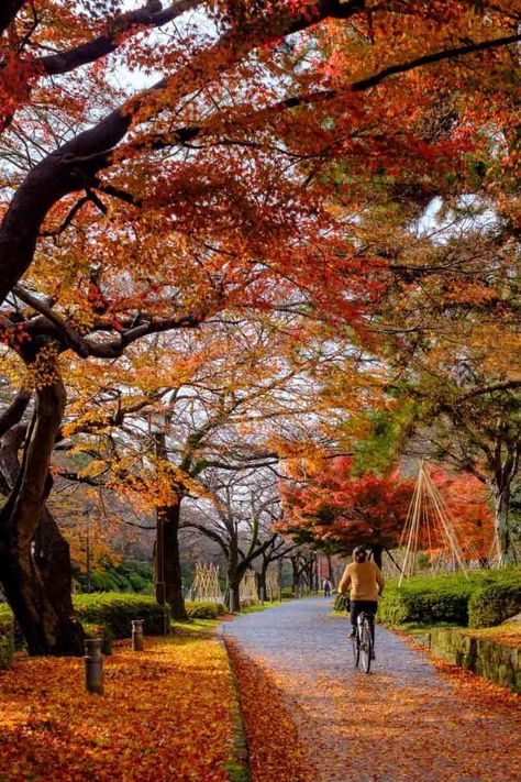 Bicycle rider during autumn in Japan. Kanazawa, City In Japan, Kanazawa Japan, Japan Autumn, Japanese Stuff, Most Beautiful Gardens, Urban Park, Japan Photo, South America Travel