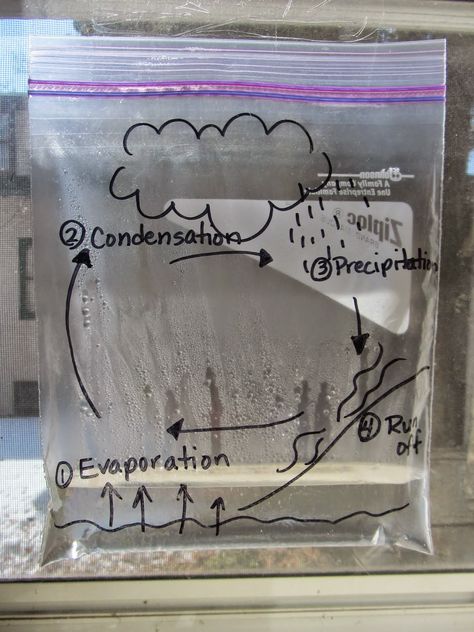 Weather Unit, Education Science, Third Grade Science, Sunny Window, 4th Grade Science, 5th Grade Science, Blue Food Coloring, Water Cycle, Blue Food