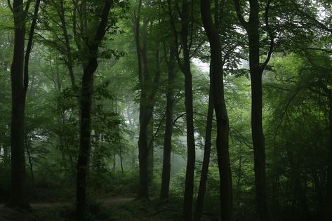 Forest Aesthetic Horizontal, Aesthetic Horizontal, Dark Naturalism, Halloween Wallpaper Iphone Backgrounds, Foggy Day, Dark Green Aesthetic, Forest Path, Visual Aesthetics, Fantasy Aesthetic